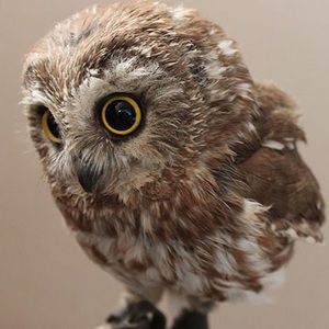 Meet your Posher, Janae